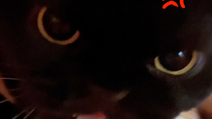 Just like people, cats take after whoever they hang out with!