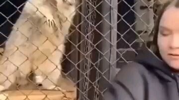 The Dancing Racoon , so dope !! 😊😊😊