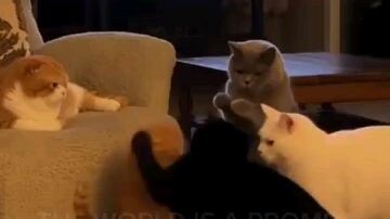 Funny cats
