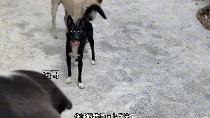 Dog: If you don’t giggle at me, I’m gonna giggle at you!