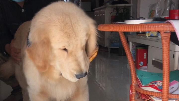 Every day is either stealing corn or scaring little animals.