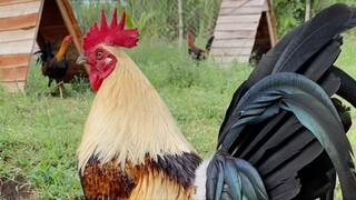 multiple winner grey