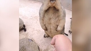 Netizen kocak mengunjungi kebun binatang, orang lain pergi untuk melihat hewan, sedangkan kalian mal