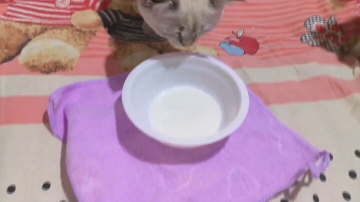 The single-breasted cat rushed to the delivery room when she saw the milk bottle, wagging her ears a