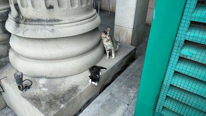 Lihat ‼️Ekspresi Kucing ini ketika mendengar suara kucing yang sedang berkelahi || Cat Reaction