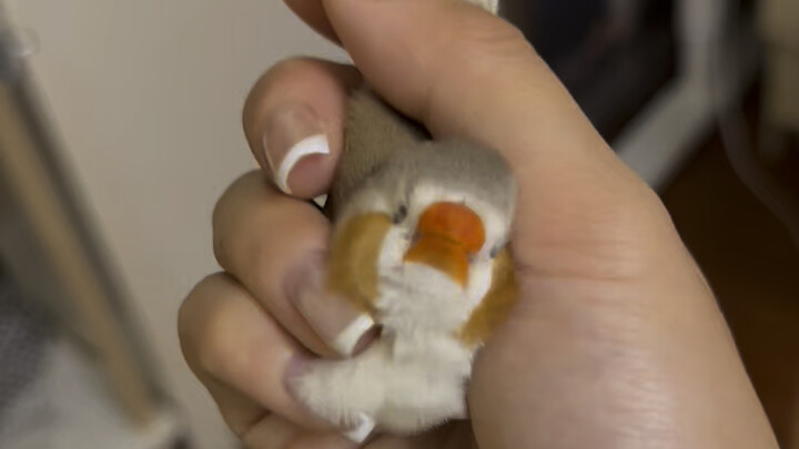 How nice! A friend gave me a zebra finch.