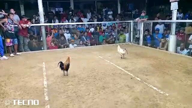 BIGBC Late Born 5 Stag Main Derby | Elims | 2nd Fight Win. Melsims Black Cross. Full Brothers