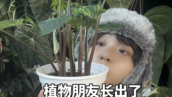 Keseharian Pencinta Tanaman | Hari Ini Akan Mengarang Apa Lagi, Ya?