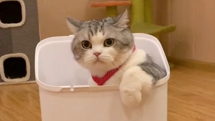 Làm một chú mèo ở quán cà phê mèo mà khó quá vậy!