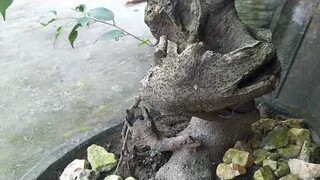 Menikmati Bonsai Murahan Sore Hari bikin pikiran fresh dan tenang lur