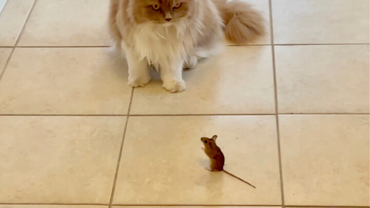 Since I got a cat, there are more and more mice in my house... Original version, the most real scene
