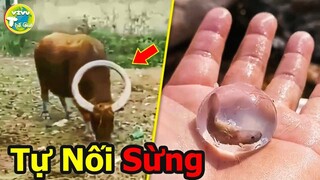 10 Loài Động Vật Có Khả Năng Kỳ Lạ Khiến Cả Thế Giới Phải Sửng Sốt |Vivu Thế Giới