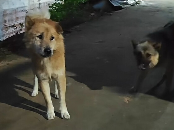 Dahuang: Just wait till I rip your damn dog mouth to shreds!