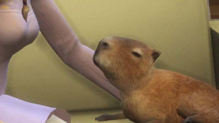 I just have to raise capybaras in The Sims 4.