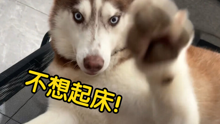 The husky refuses to get out of bed and even curses at you when you try to wake it up—really nasty c