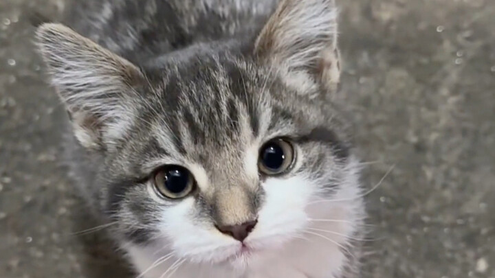 So cute—this little cat really knows how to work the camera!