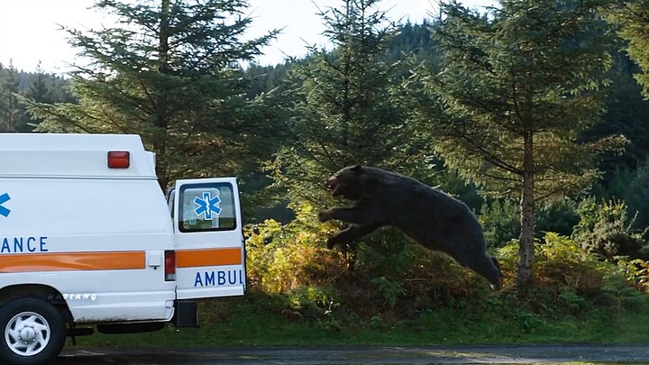 How insane is a bear on drugs? Its speed rivals that of a car!