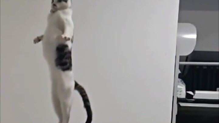 Ini semua kucing apa sih?