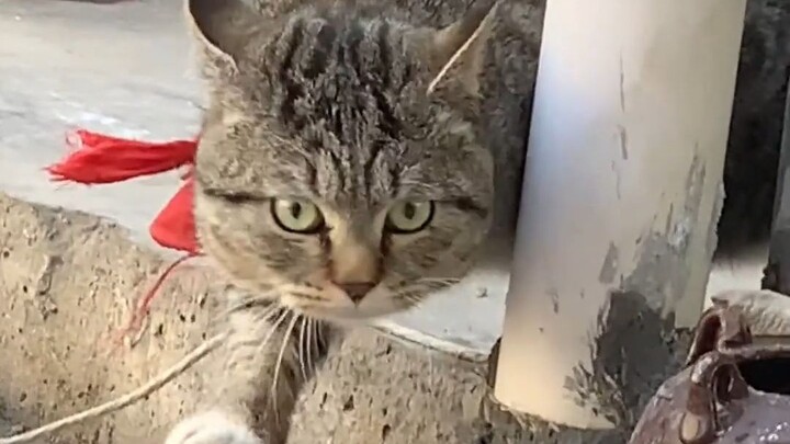 Sát khí của tên côn đồ làng không thể bị trói buộc chỉ bằng một sợi xích sắt.