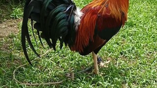 good luck sa june 22 2025 3cock dervy sa ilocos norte