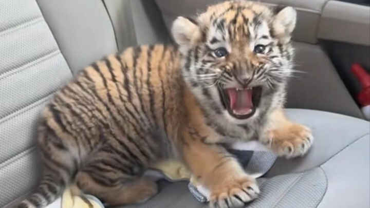 就问你凶不凶？怕不怕？