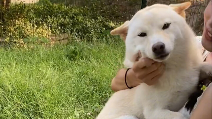 Anjing Shiba Inu juga sangat menghargai kenangan lama