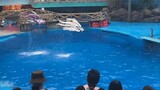 Welcome to the calm nijisanji en aquarium (wrong)