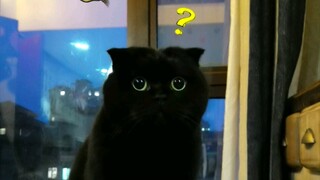 带五只猫去检疫（上）我太难了！