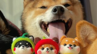 What should I do about all the dog hair at home? Don't throw it away—feed it!