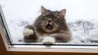 Tahan untuk tidak tertawa~ Video hewan terlucu di dunia tahun 2020 #1