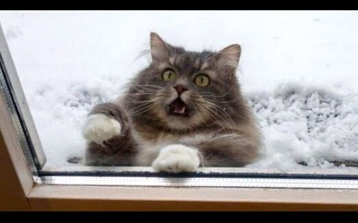 Kiềm chế đừng cười nhé~ Video động vật hài hước nhất thế giới năm 2020 #1