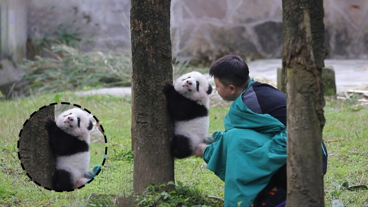 Panda Raksasa|Qi Zhen