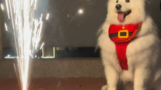 بمجرد أن تبدأ الموسيقى، يصبح الجو مليئًا بأجواء السنة القمرية الجديدة.