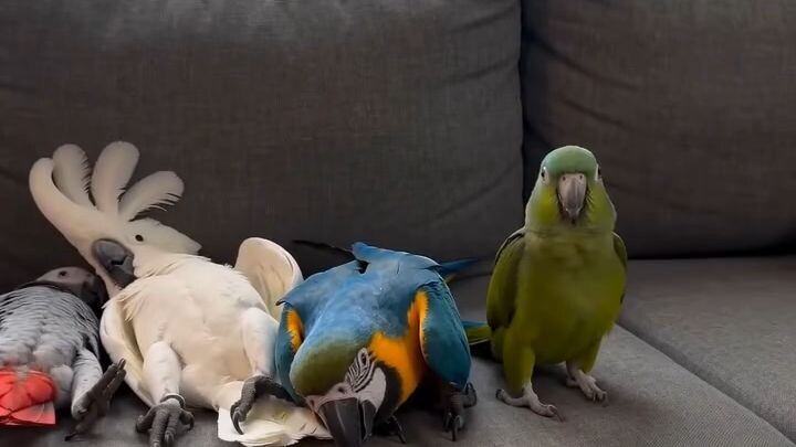 cute parrot
