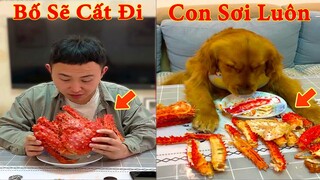 Thú Cưng TV | Đa Đa Thánh Chế #6 | Chó Golden Gâu Đần thông minh vui nhộn | Pets cute smart dog