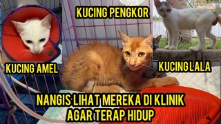 Tiga kucing Menangis Di Rawat Di Klinik Mereka Sedang Berjuang Untuk Hidup & Pulang Ke Cat Lovers Tv