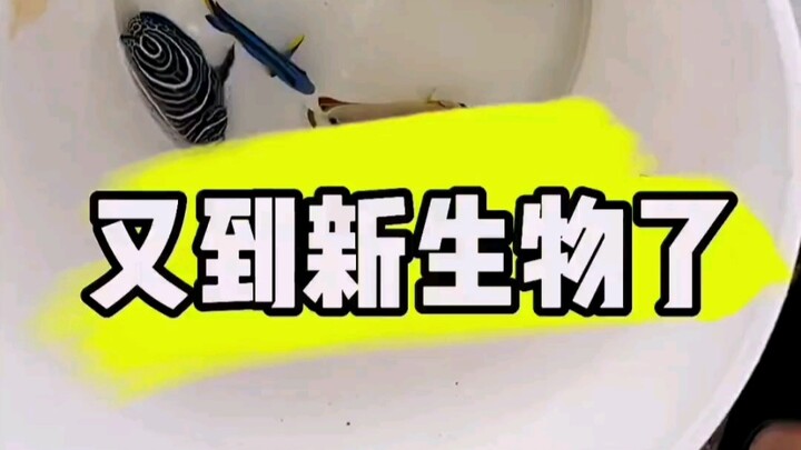 Another new creature has arrived!