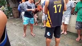 sinibalangVSpula kahit Malaki magulang nanalo pa din Ang puti