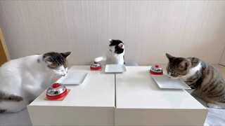 服务员，快快上本喵的饭