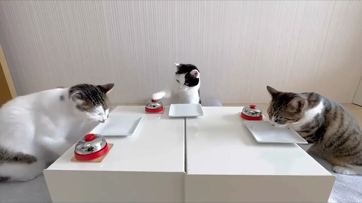 يا نادل، سرِّع وقدم طعامي القط!