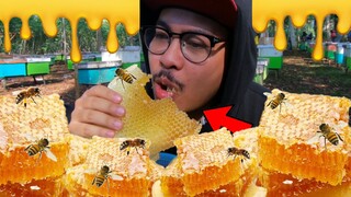 PANEN MADU MURNI | MUKBANG SARANG LEBAH DI HUTAN BERUJUNG DI SENGAT LEBAH GANAS !! #biyanslamvlog