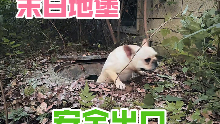 هل اقتحم الزومبي القبو القيامي؟ سأريكَ مخرج الأمان فيه!