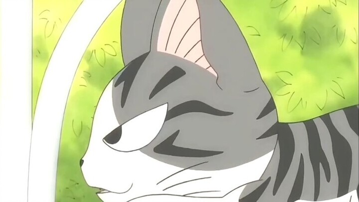 The first day when a pet cat goes out as a wild cat