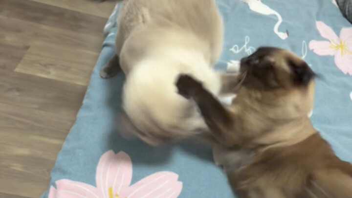 Daughter complains that her elderly mother is too noisy; unable to bear it any longer, she even reso