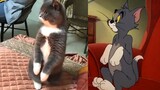 Sesuai Pengetahuan Umum, Tom & Jerry adalah Dokumenter
