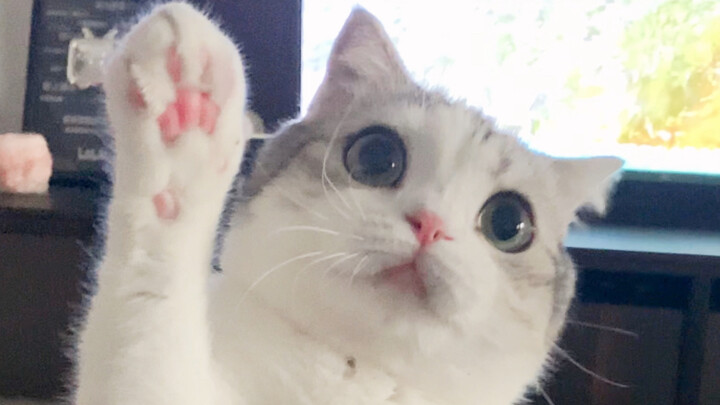 Chú mèo tung tăng đấm tay trên bàn trà, lại còn đội cả mũ em bé nữa, dễ thương đến phát khóc!