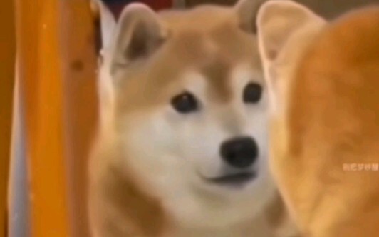 Me! How did I! End up looking! Just like a dog!