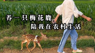 Back to the countryside, I raised a pet sika deer in the yard, and my daily life suddenly became muc