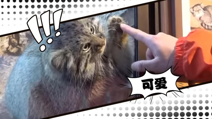 Sun Sun: Adorableness Overload~