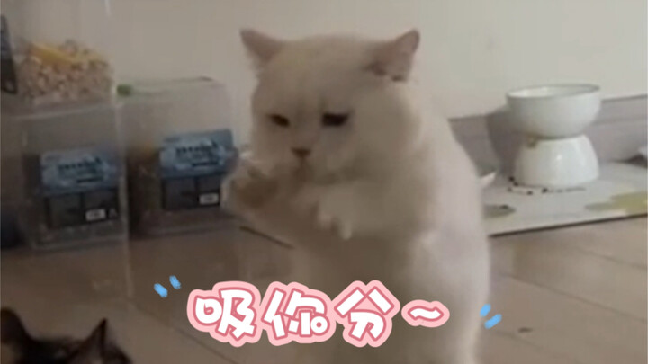 Magic Hakimimi